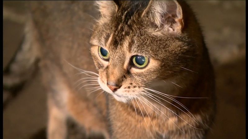 Myslivecká stráž by mohla přijít o právo usmrcovat toulavé psy a kočky